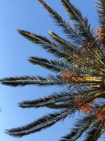 Nature, Sky, Leaves, Palm, Branches, Bottom View HD phone wallpaper