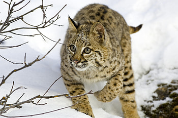 Animals, Snow, Iris, Wood, Tree, Branch, Hide, Hunting, Hunt, Attentiveness, Mindfulness HD wallpaper
