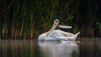 Mute swan in Valkenhorst Nature Reserve, near Valkenswaard, the Netherlands, Animal, mute swan HD wallpaper