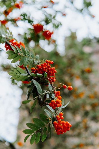 Berries, Plant, Macro, Branch, Rowan, Grona HD phone wallpaper