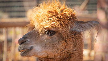 alpaca , Ultra choice, High-resolution beauty, Crisp details HD wallpaper