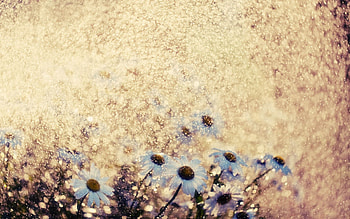 Flowers, Camomile, Macro, Glare, Shine, Brilliance HD wallpaper