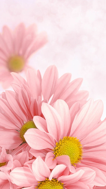 Pink daisy, Soft pink petals, Natural charm, Graceful flower HD phone wallpaper