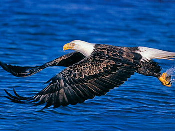 bald eagle, pride, soaring, eagle, bald HD wallpaper
