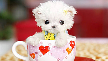 Animals, Dogs HD wallpaper