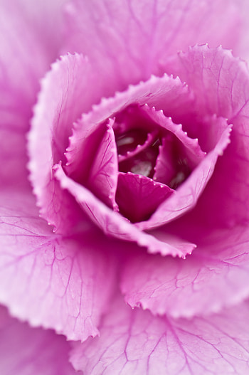 Pink, Cabbage, Macro, Petals, Close-Up, Pink Cabbage HD phone wallpaper
