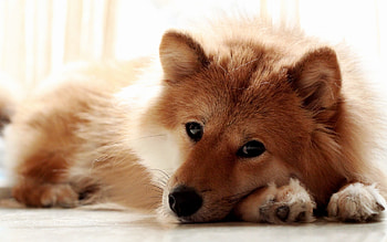 Animals, Dogs HD wallpaper