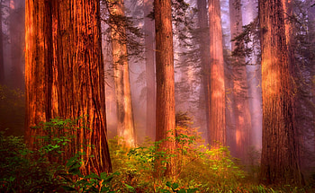 Redwood , Captivating beauty, Tree graphy, Nature's allure HD wallpaper