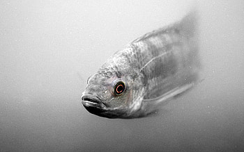Animals, To Swim, Swim, Scales, Scale, Fish HD wallpaper