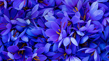 Saffron, Top backgrounds HD wallpaper