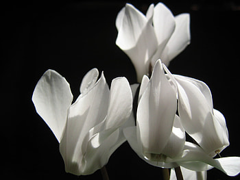 Cyclamen Closeup, closeup, cyclamen, black background, flower, nature HD wallpaper