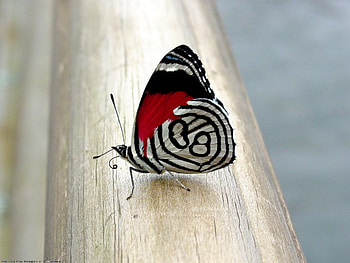 Butterflies, Insects HD wallpaper