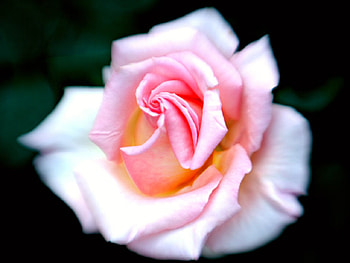 Pink Rose, leaves, dew drops, petals HD wallpaper