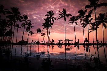 Silhouettes of palm trees at a resort pool during a stunning tropical sunset. HD wallpaper