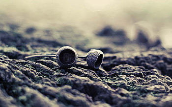 Stones, Macro, Dark, Surface, Acorn HD wallpaper