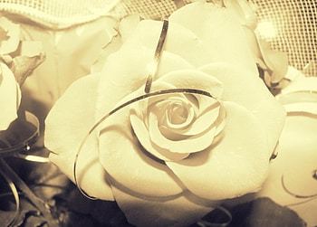 Delicate rose, ribbon, soft, beautiful, beauty, rose, delicate, light, petals, flower, white rose, brightness HD wallpaper