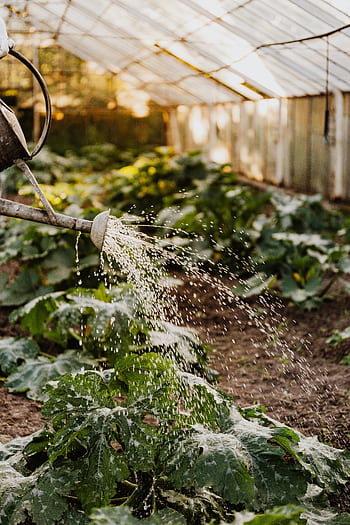 A watering can sprays water over lush green plants in a sunlit greenhouse setting. HD phone wallpaper