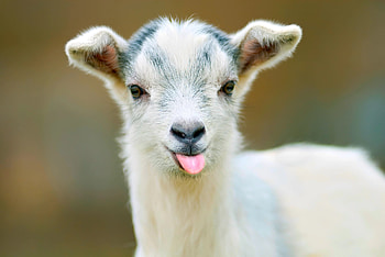 Airline goat ban, Flying with goats, Travel restrictions for goats, Animals on planes HD wallpaper