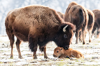 New Baby Bison, baby, bison, animals, snow HD wallpaper