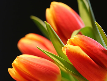 Red tulips, tulip, nature, red, flower HD wallpaper