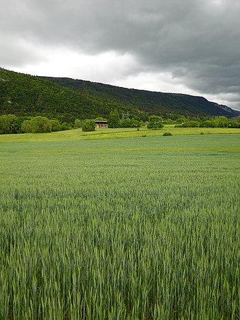 Landscape, Nature, Greens, Field, Hills HD phone wallpaper