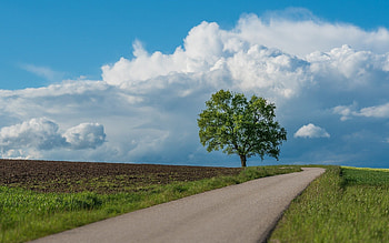 Road, clouds, fields, tree HD wallpaper