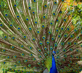 Peacock, blue, feather, paun, bird, green, pasari HD wallpaper