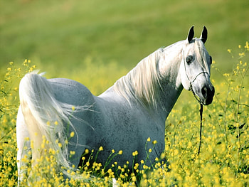 Animals, Horses HD wallpaper