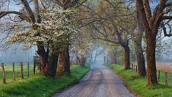 Sparks Lane in Cades Cove, Great Smoky Mountains National Park, Tennessee, path, nature, tree HD wallpaper