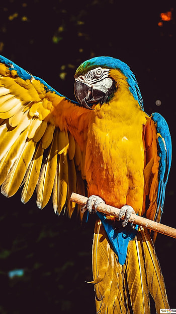 Parrot, Cute Parrot Bird HD phone wallpaper