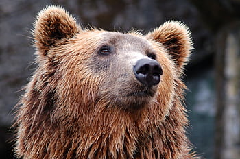 Detailed close-up of a brown bear's face, showcasing its expressive eyes and fur texture. HD wallpaper