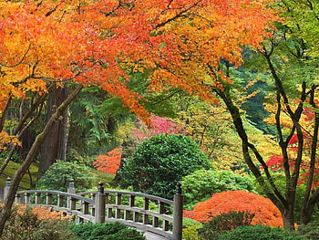 Landscape, Trees, Autumn, Parks HD wallpaper