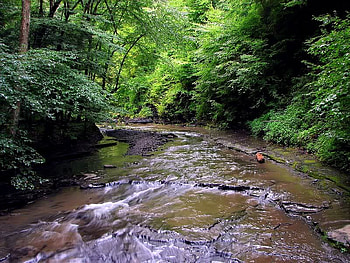 Dark in the Forest, trees, creek, water, rock HD wallpaper