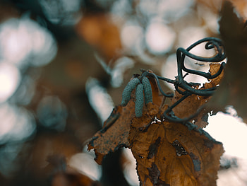 Macro, Branch, Dry, Bokeh, Boquet, Leaflet, Kidneys, Kidney HD wallpaper