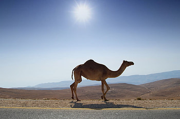 Camel , backgrounds HD wallpaper