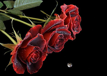 Trei Trandafiri, trei, trandafiri, roses, flori, red, flowers, three HD wallpaper