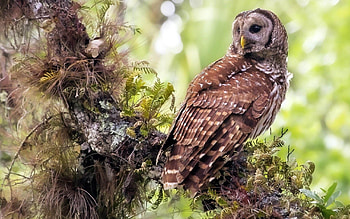 Animals, Grass, Owl, Bird, Wood, Tree, Predator HD wallpaper
