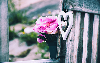 Flower, Miscellanea, Miscellaneous, Heart, Decorative HD wallpaper