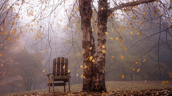under the tree, chair, autumn, leaf, nature HD wallpaper