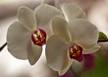 Orchids, pink, white, pretty, petals, flowers HD wallpaper