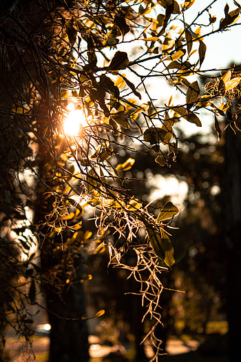Holidays, Sun, Wood, Rays, Beams, Tree, Branches HD phone wallpaper