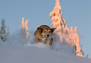 Snow dog, sweet, pay, dogs, puppies, cute, beautiful, beauty, playful, playful dog, puppy, dog face, pretty, animals, face, bubbles, lovely HD wallpaper