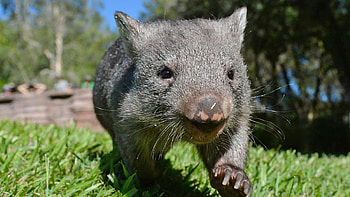 Across the ocean, International shipping, Wombat reference, Pty ltd HD wallpaper