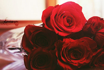 Red Roses, nature, flowers, roses, red HD wallpaper