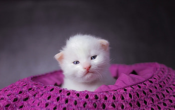 Sweet kitten, sweet, animal, kitten, pink, white, cute, cat HD wallpaper