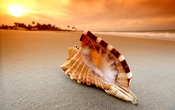 Black-spotted snail, Sea Shell HD wallpaper
