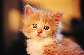 Animals, Shine, Light, Fluffy, Kitty, Kitten, Muzzle, Kid, Tot HD wallpaper