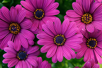 DAISIES, PETALS, LEAVES, NATURE, COLORS HD wallpaper