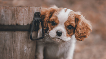 Cute Puppy, animals, dog, cute HD wallpaper