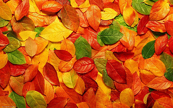Autumn leaf backgrounds, Seasonal beauty HD wallpaper